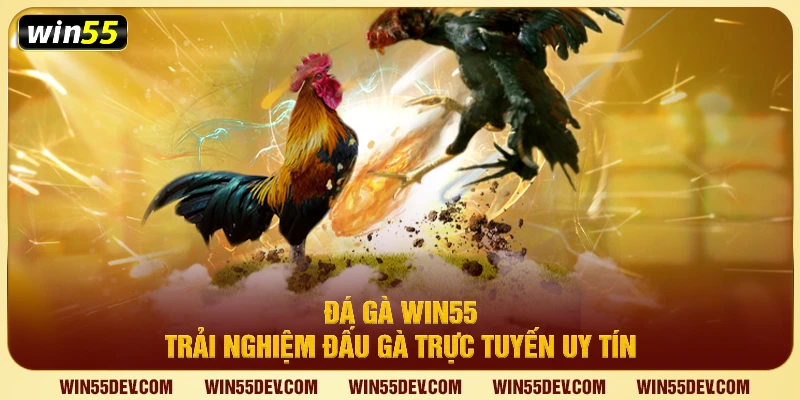 Đá Gà Win55 – Trải Nghiệm Đấu Gà Trực Tuyến Uy Tín