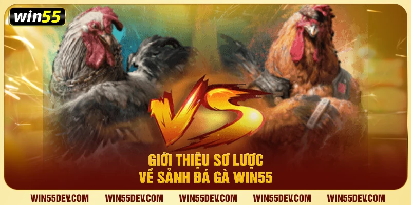 Đá Gà Win55 – Trải Nghiệm Đấu Gà Trực Tuyến Uy Tín